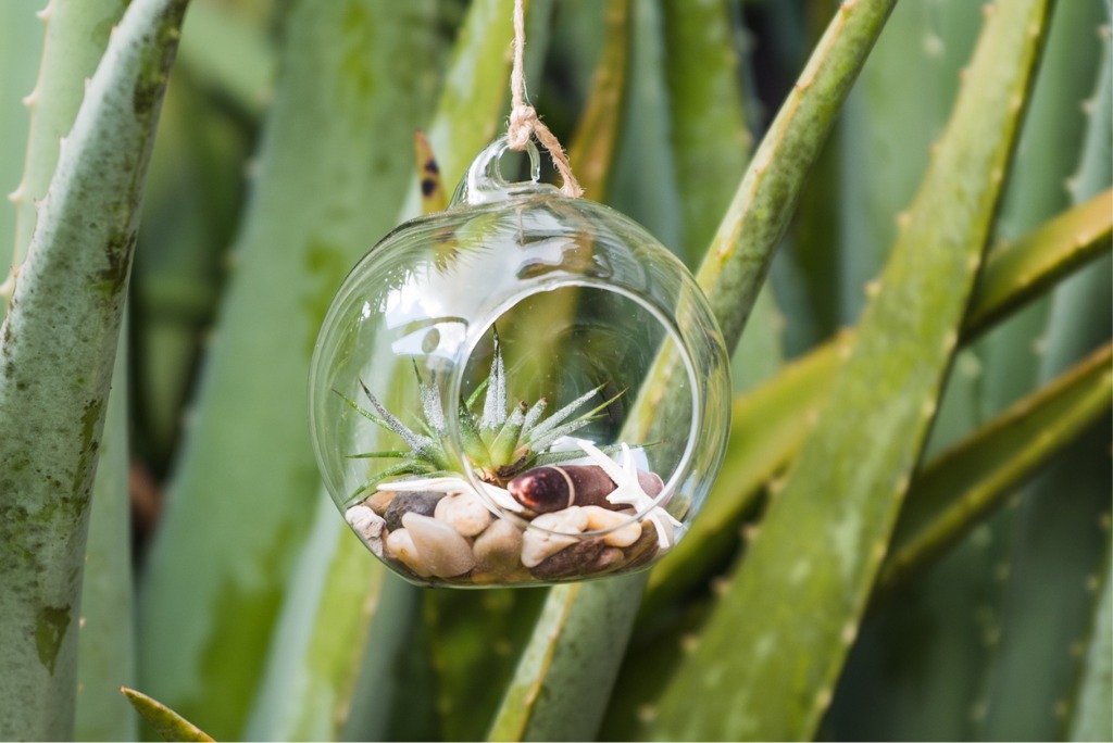 Hanging Terrariums As Miniature DIY Projects