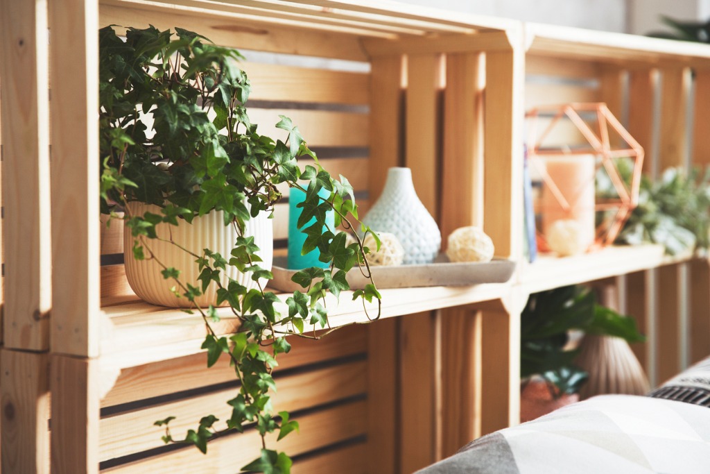 DIY College Dorm Room Ideas Brighten Up Your Room With Plants