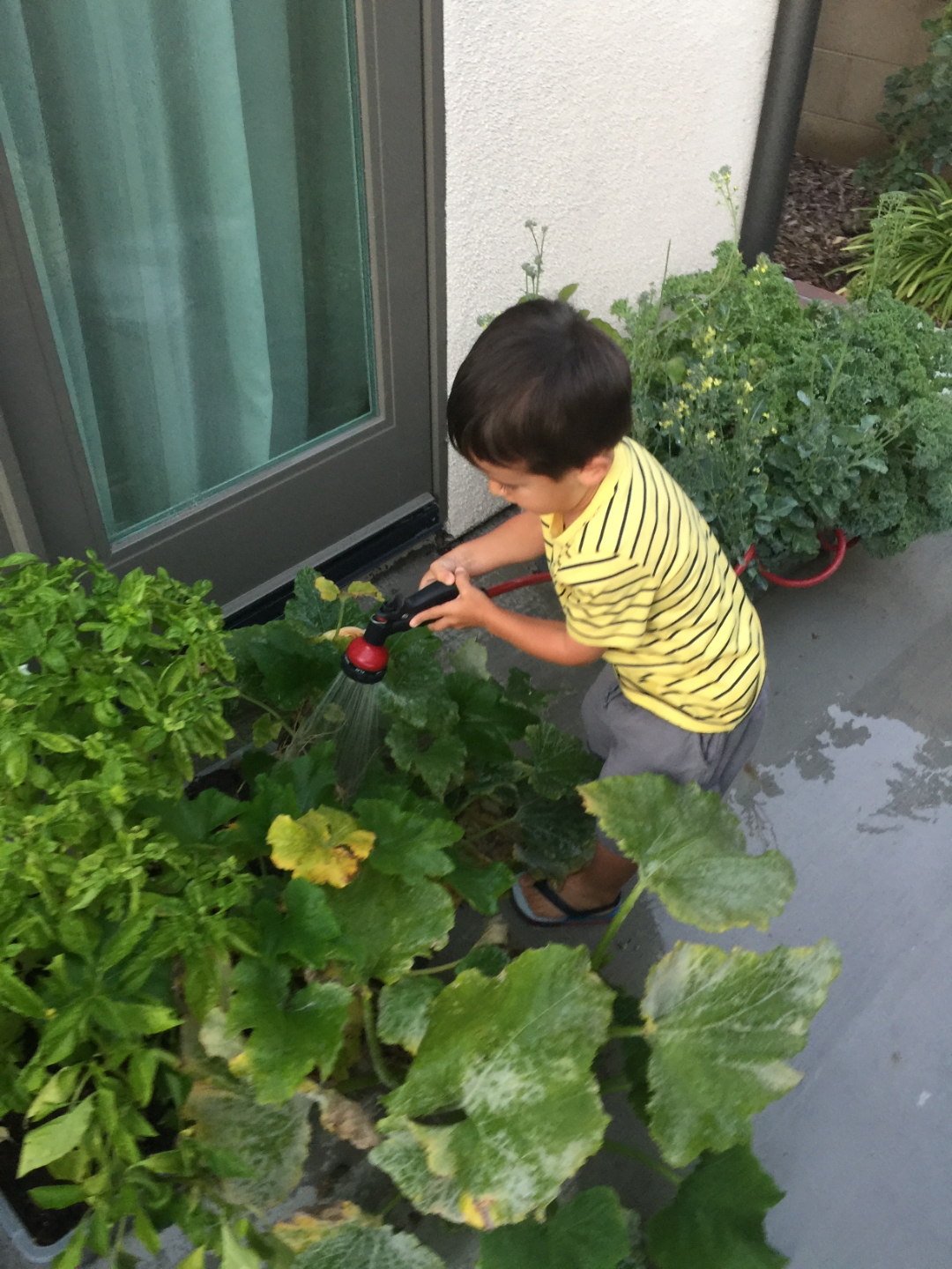 Child watering squash and herb plants in raised patio containers