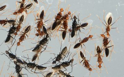 How to Get Rid of Flying Ants in Your House
