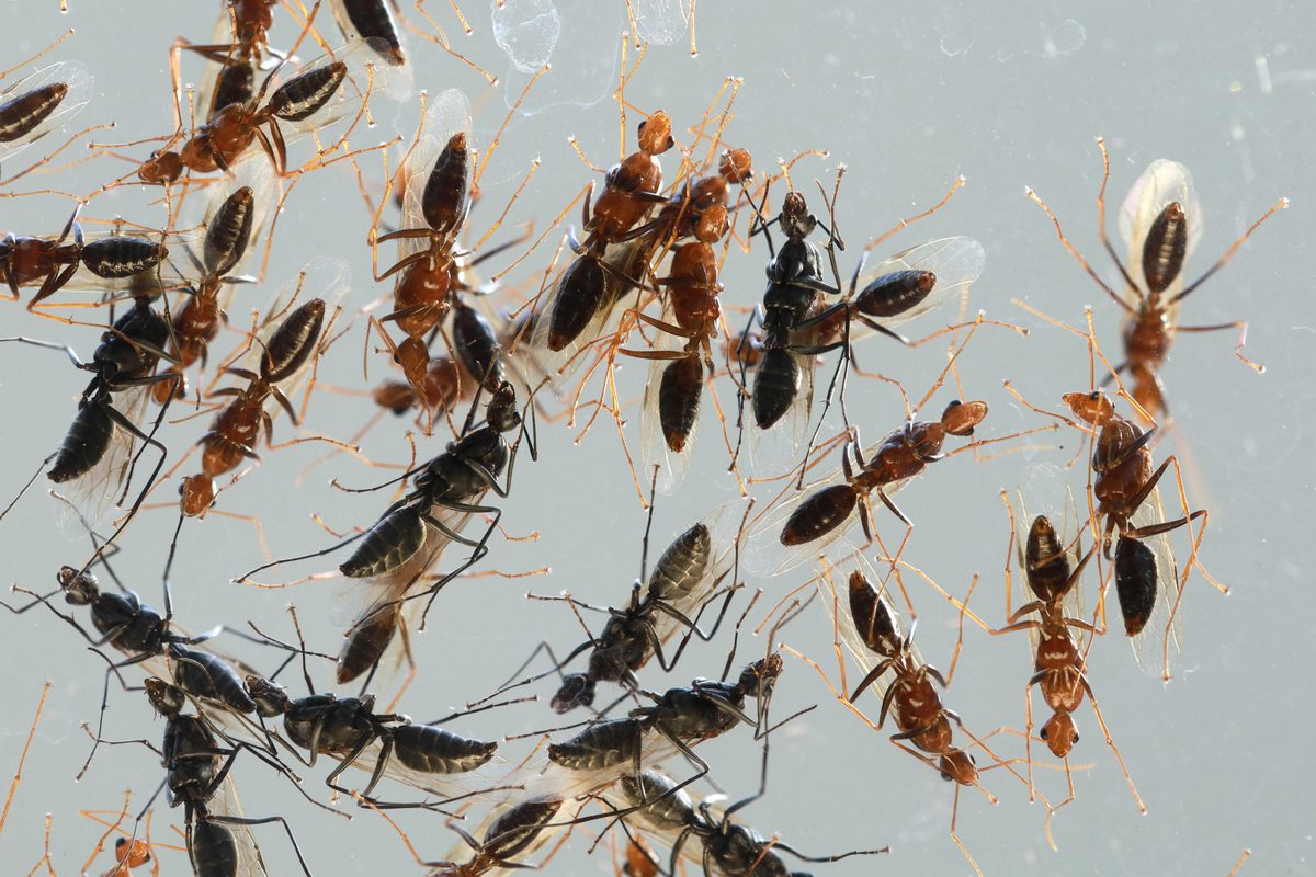 Homeowner working out how to get rid of flying ants swarming a window