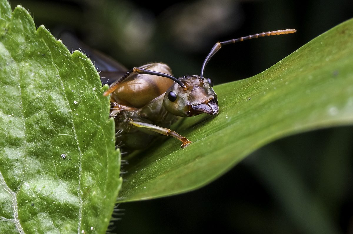 Close-up of a winged ant showing elbowed antennae and a pinched waist