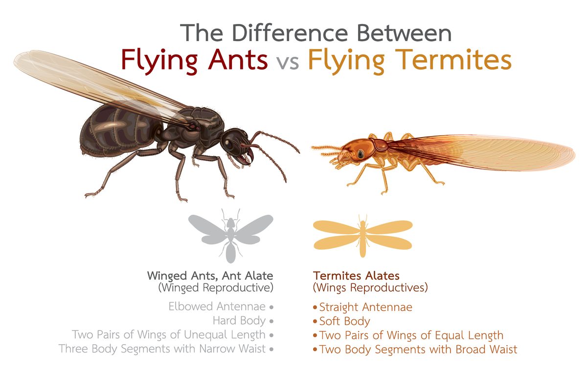 Winged ant beside a flying termite for wing and waist comparison