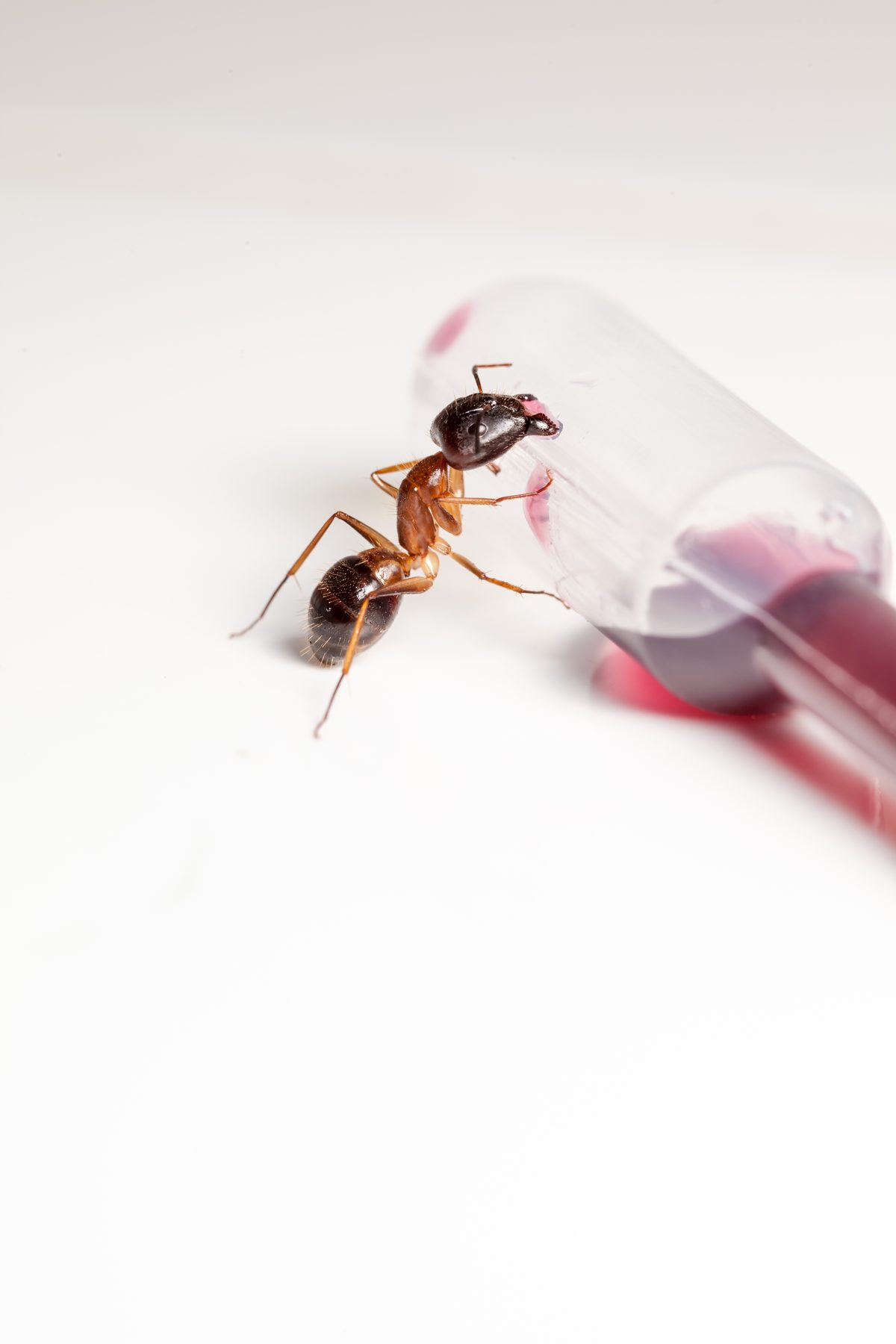 Liquid ant bait shows how to get rid of flying ants at the colony source